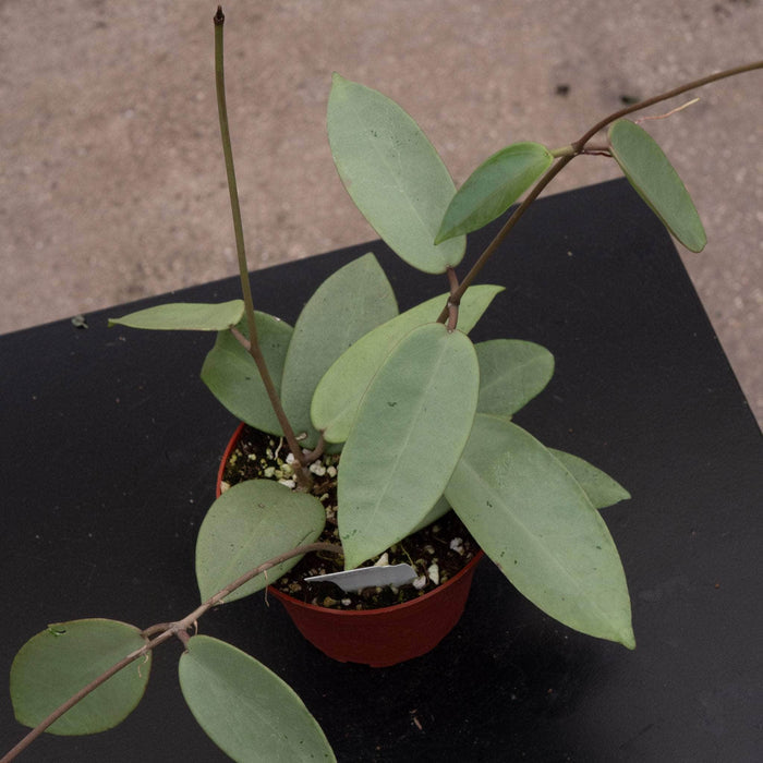 Gabriella Plants Hoya Hoya 'Silver Dollar'