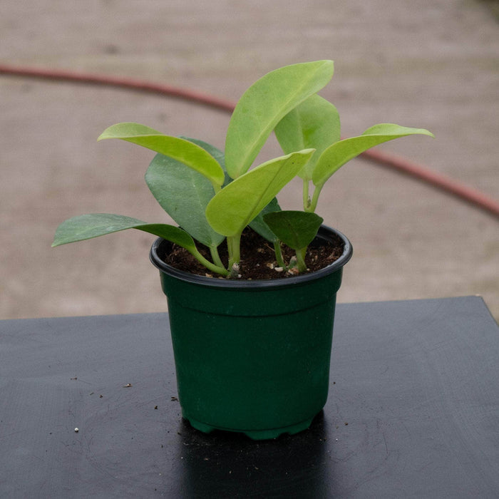 Gabriella Plants Hoya 4" Hoya skinneriana