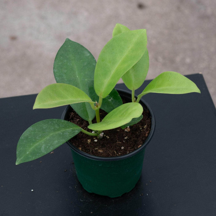 Gabriella Plants Hoya 4" Hoya skinneriana