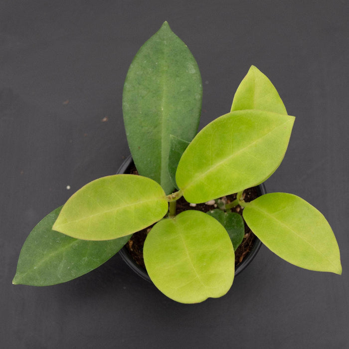 Gabriella Plants Hoya 4" Hoya skinneriana