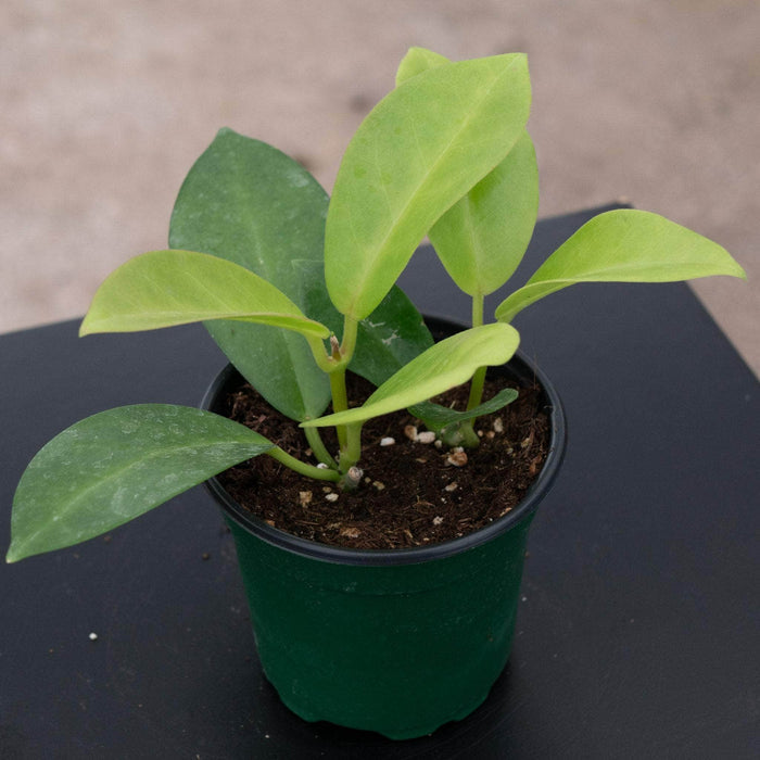 Gabriella Plants Hoya 4" Hoya skinneriana