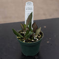 Gabriella Plants Hoya 3" Hoya sp. aff. burtoniae