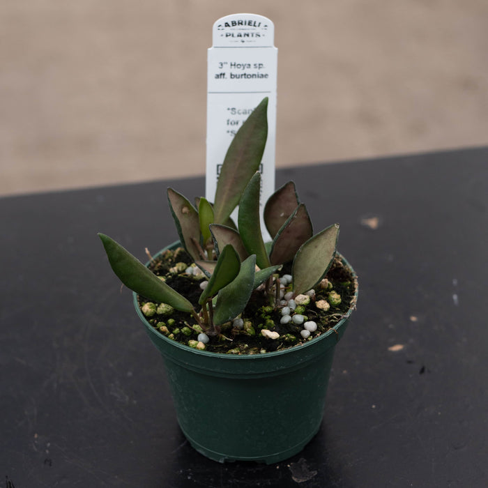 Gabriella Plants Hoya 3" Hoya sp. aff. burtoniae