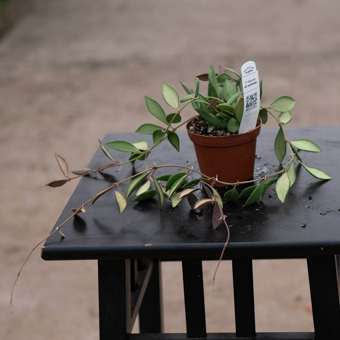 Gabriella Plants Hoya Hoya sp. aff. burtoniae