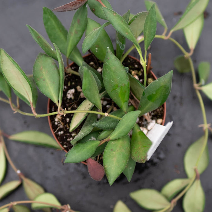 Gabriella Plants Hoya Hoya sp. aff. burtoniae