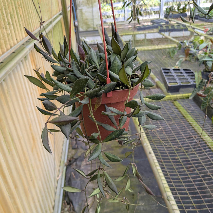 Gabriella Plants Hoya 5" Hoya sp. aff. burtoniae