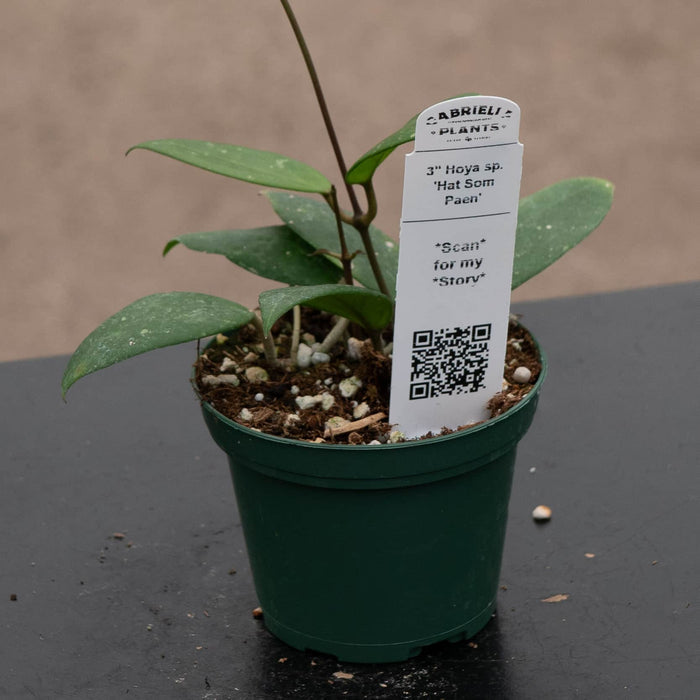 Gabriella Plants Hoya 3" Hoya sp. 'Hat Som Paen'