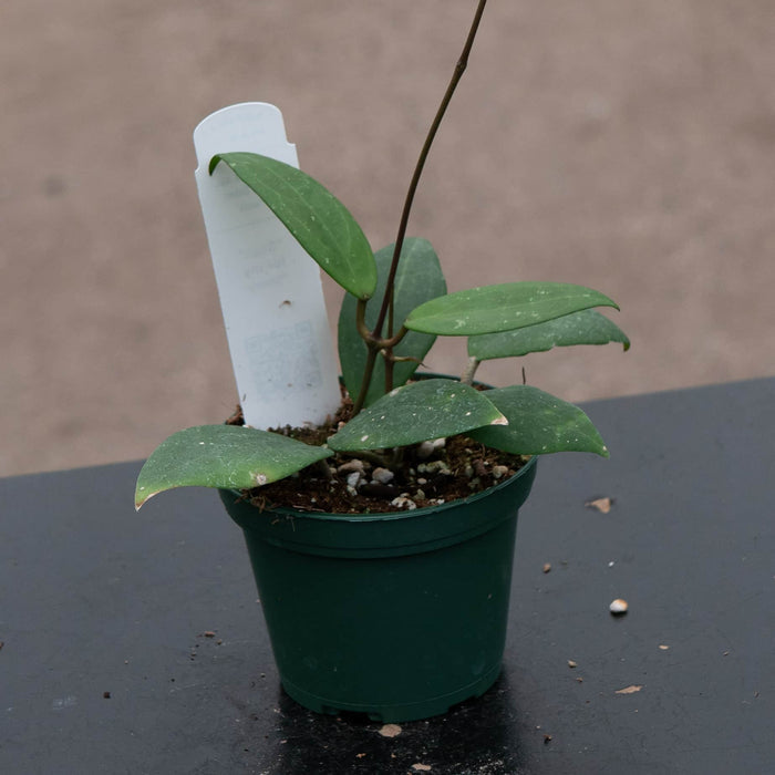 Gabriella Plants Hoya Hoya sp. 'Hat Som Paen'