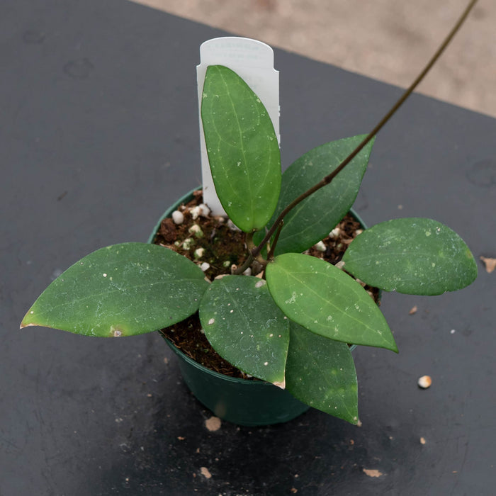 Gabriella Plants Hoya Hoya sp. 'Hat Som Paen'