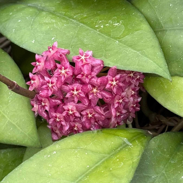 Gabriella Plants Hoya 3" Hoya sp. 'Sabah Beauty'