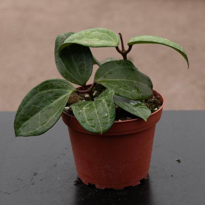 Gabriella Plants Hoya 4" Hoya sp. Sulawesi (GPS 8867)