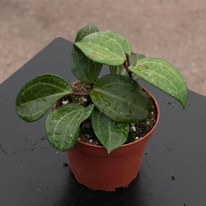 Gabriella Plants Hoya 4" Hoya sp. Sulawesi (GPS 8867)