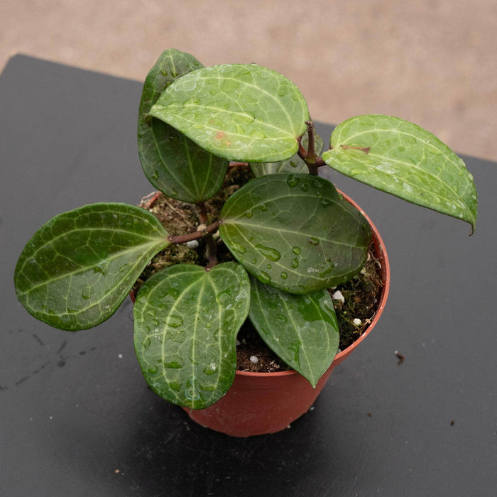 Gabriella Plants Hoya 4" Hoya sp. Sulawesi (GPS 8867)