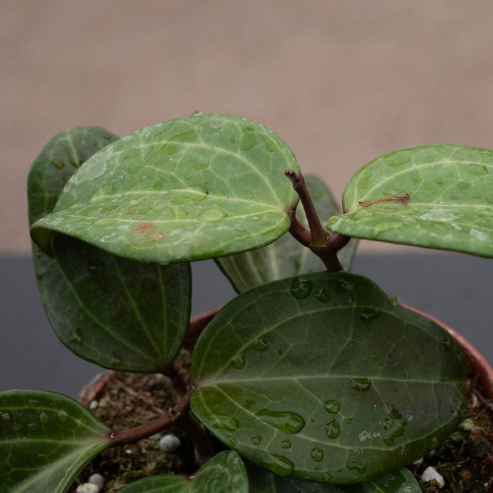 Gabriella Plants Hoya 4" Hoya sp. Sulawesi (GPS 8867)