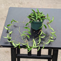Gabriella Plants Hoya 3" Hoya sp. Zambales