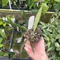 Gabriella Plants Hoya 3" Hoya sulawesiana