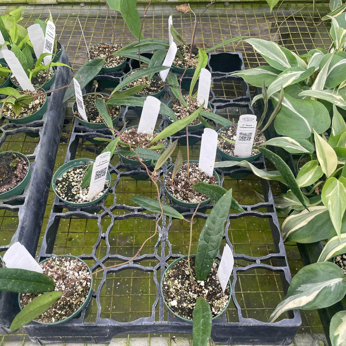 Gabriella Plants Hoya 3" Hoya sulawesiana