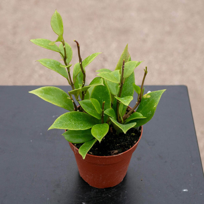 Gabriella Plants Hoya 4" Hoya 'Sunrise'