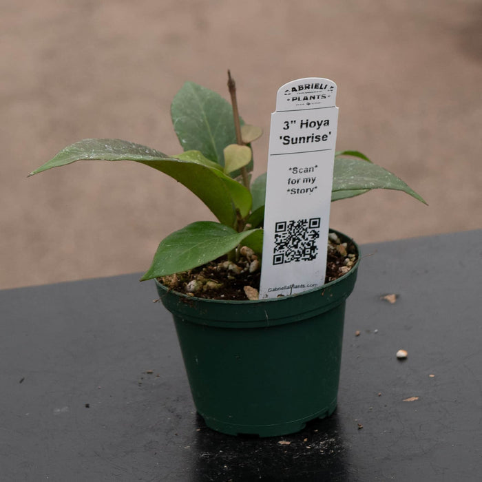 Gabriella Plants Hoya 3" Hoya 'Sunrise'