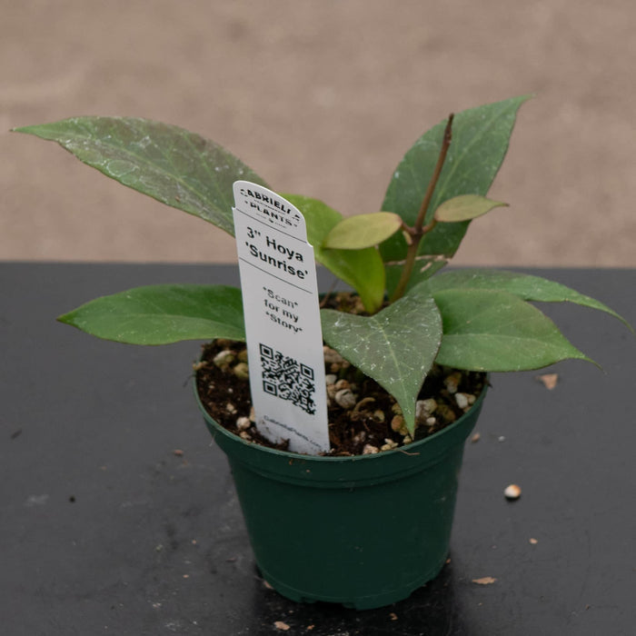 Gabriella Plants Hoya Hoya 'Sunrise'