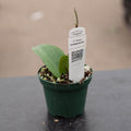 Gabriella Plants Hoya 3" Hoya surigaoensis