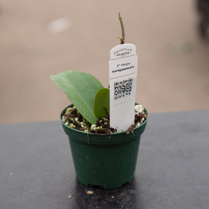 Gabriella Plants Hoya 3" Hoya surigaoensis