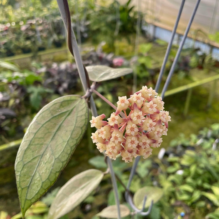 Gabriella Plants Hoya 3" Hoya 'Tequila Sunrise'