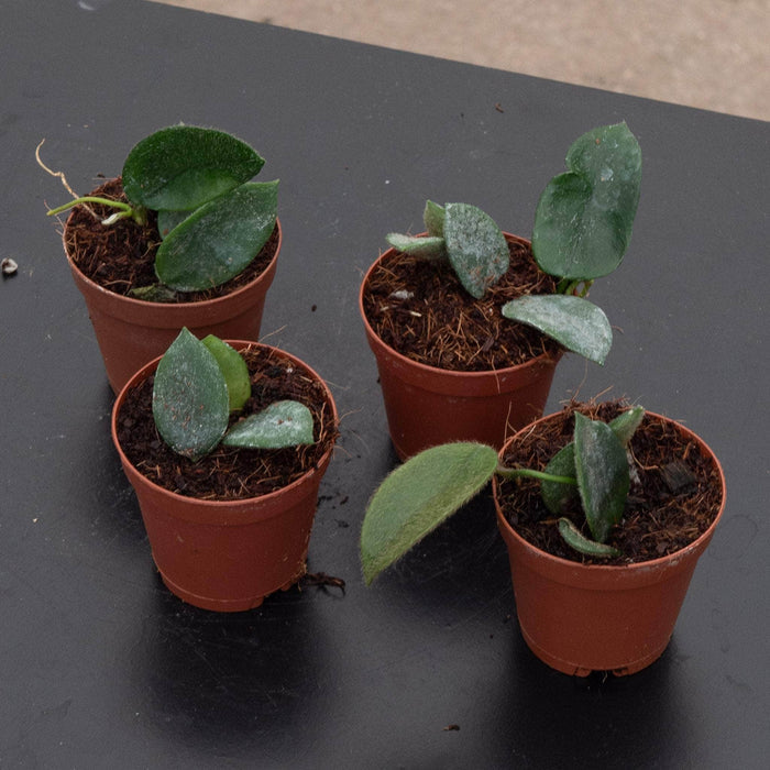 Gabriella Plants Hoya 2" Hoya thomsonii