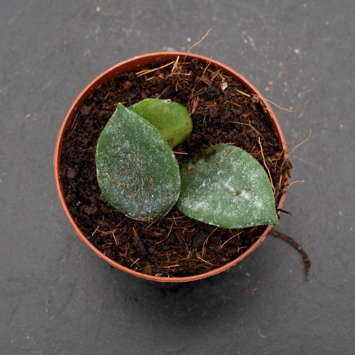 Gabriella Plants Hoya 2" Hoya thomsonii