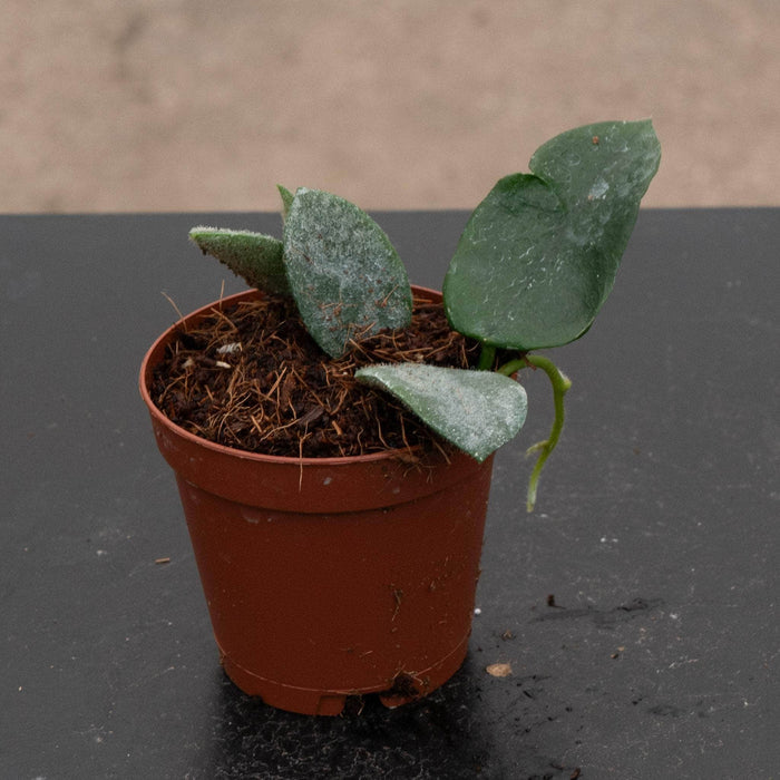 Gabriella Plants Hoya 2" Hoya thomsonii