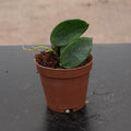 Gabriella Plants Hoya 2" Hoya thomsonii