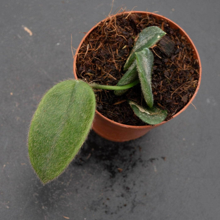 Gabriella Plants Hoya 2" Hoya thomsonii