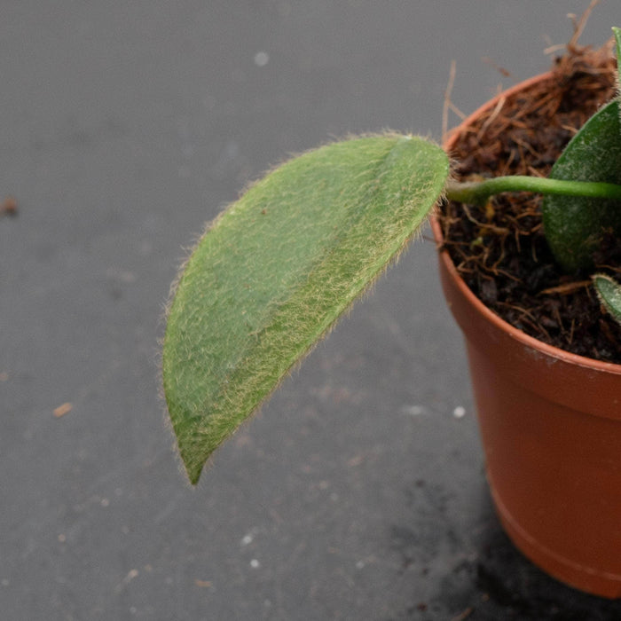 Gabriella Plants Hoya 2" Hoya thomsonii