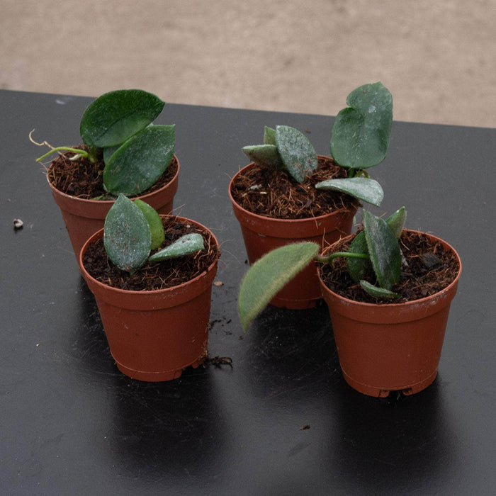 Gabriella Plants Hoya 2" Hoya thomsonii