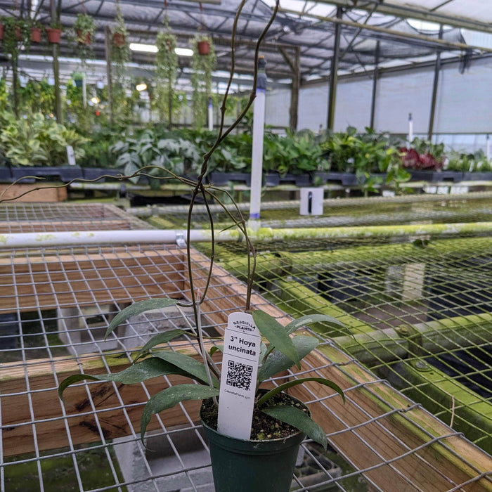 Gabriella Plants Hoya 3" Hoya uncinata