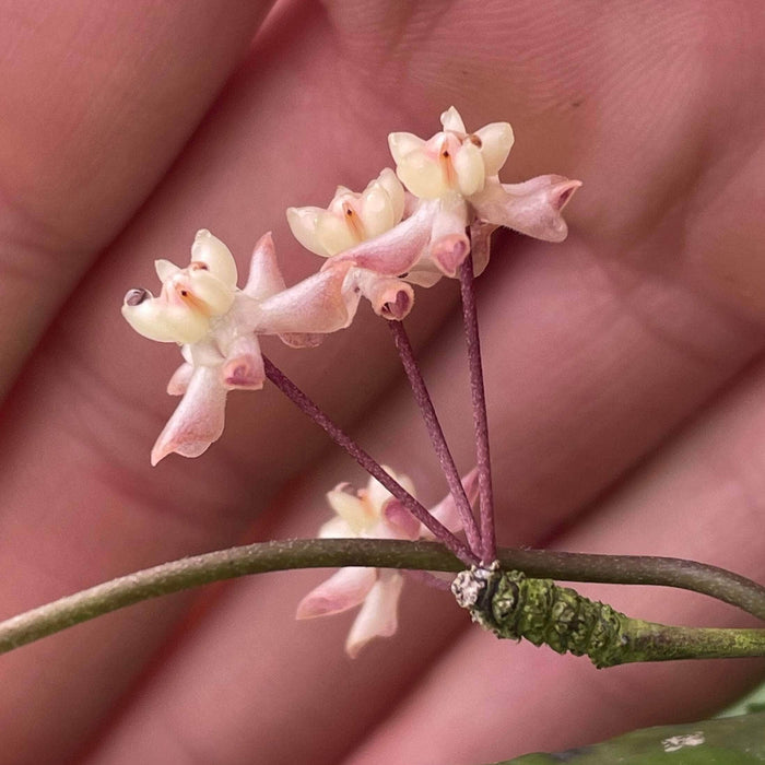 Gabriella Plants Hoya 3" Hoya uncinata