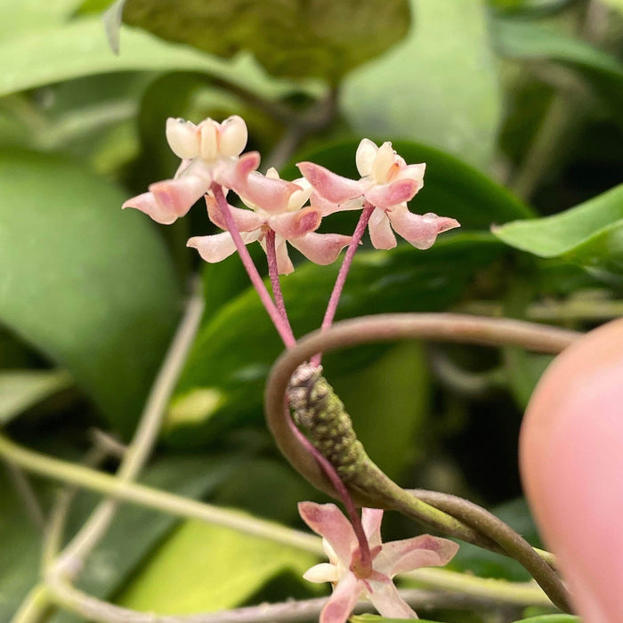 Gabriella Plants Hoya 3" Hoya uncinata