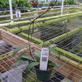 Gabriella Plants Hoya 3" Hoya uncinata