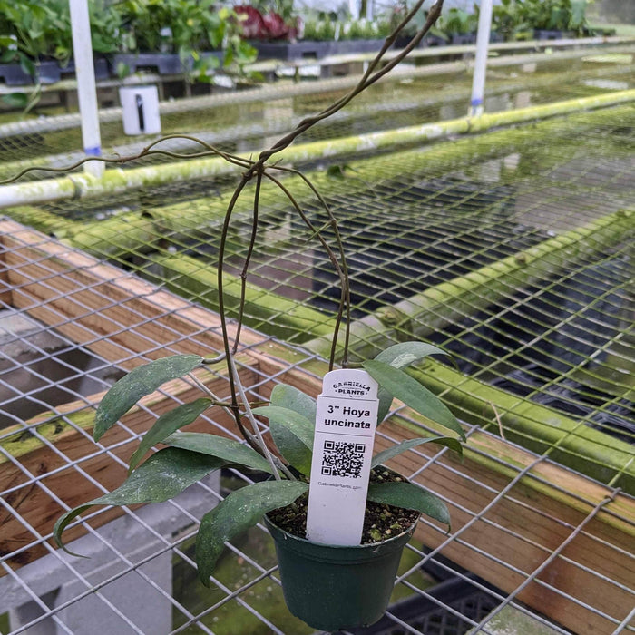 Gabriella Plants Hoya 3" Hoya uncinata