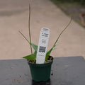 Gabriella Plants Hoya 3" Hoya UT-039