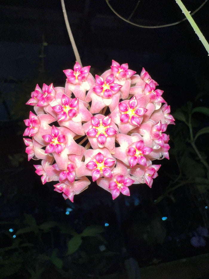 Gabriella Plants Hoya 3" Hoya UT-039
