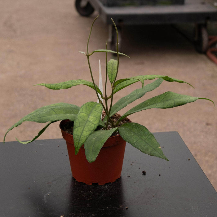 Gabriella Plants Hoya 4" Hoya UT-073