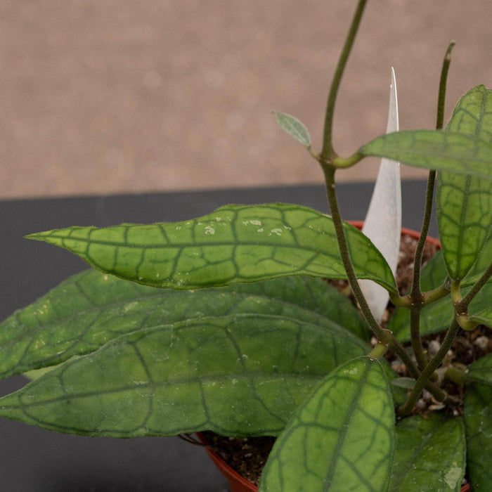 Gabriella Plants Hoya Hoya UT-073