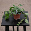 Gabriella Plants Hoya 4" Hoya verticillata 'Black Margin'