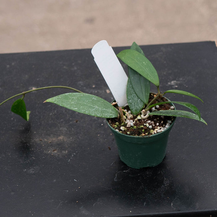 Gabriella Plants Hoya Hoya verticillata 'sp. Bogor'