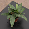 Gabriella Plants Hoya 4" Hoya verticillata 'sp. Bogor'
