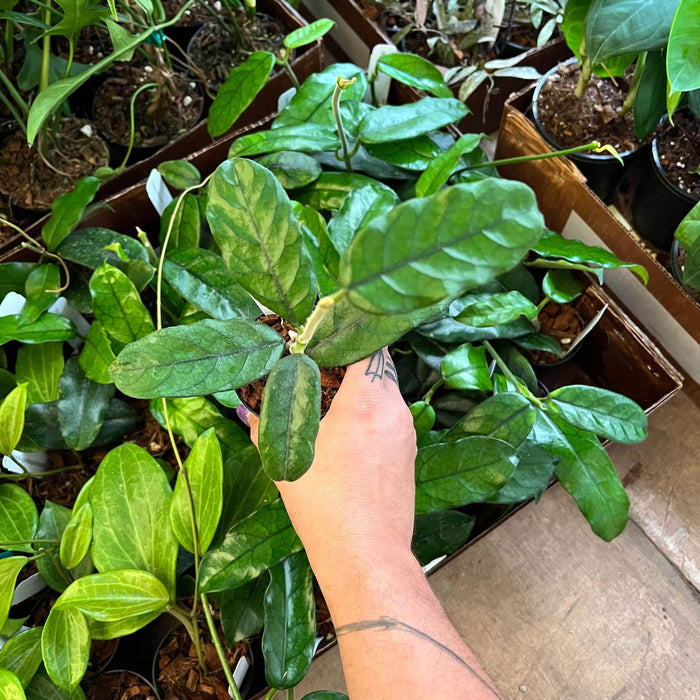 Gabriella Plants Hoya 3" Hoya villosa