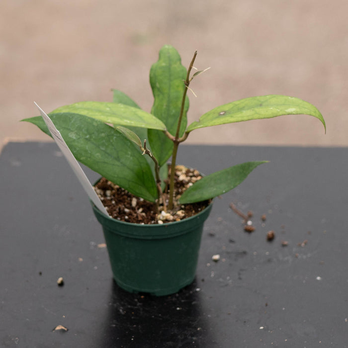 Gabriella Plants Hoya 3" Hoya vitellinoides