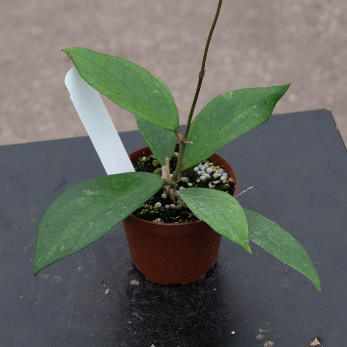 Gabriella Plants Hoya Hoya vitellinoides