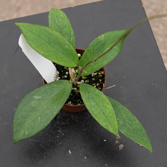 Gabriella Plants Hoya Hoya vitellinoides